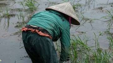 IPB University Ingatkan Petani Waspadai Perubahan Cuaca 
