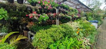 Bikin Rumah Sejuk Instagrammable dengan Tanaman Hias 2026