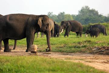 Indonesia Resmi Larang Atraksi Tunggangi Gajah Nasional