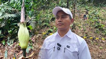 Kebun Raya Bogor Siap Sambut Mekarnya Bunga Bangkai