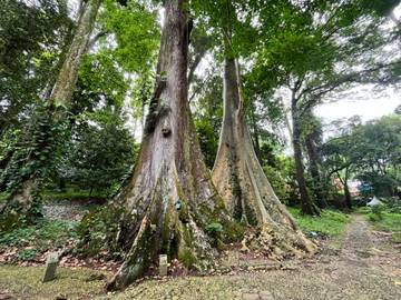 Kisah Pohon Jodoh Langka di Kebun Raya Bogor