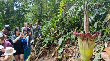 Bunga Bangkai Raksasa Mekar Sempurna di Kebun Raya Bogor