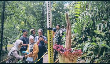Ini yang keenam Bunga Bangkai Raksasa Mekar Sempurna di Bogor 