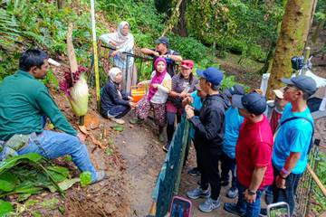 Bunga Bangkai Kembali Mekar di Kebun Raya Bogor