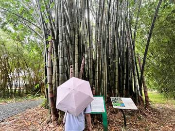 Taman Bambu Kebun Raya Bogor Lestarikan Bambu Raksasa