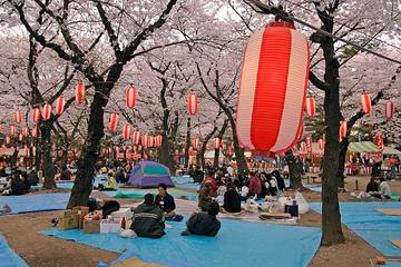 Lonjakan Wisatawan Picu Pembatalan Festival Sakura Tahunan