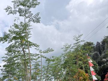 Daun Kelor yang Kaya Manfaat