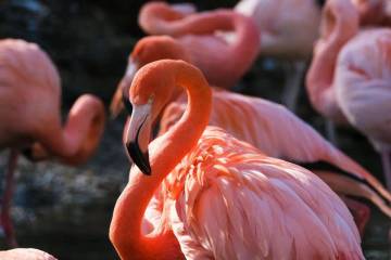 Ini Alasan Flamingo Memiliki Warna Merah Muda