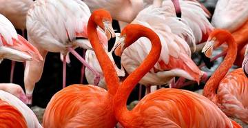 Flamingo Era, Fase Perjuangan Seorang Wanita Menjadi Ibu 