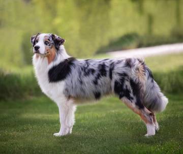 Anjing Ternyata Bisa Mendeteksi Rasa Takut Manusia