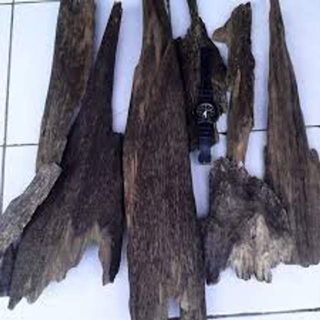 Kayu Gaharu Sihitam Dari Hutan Tropis