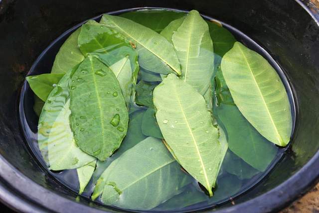 Benarkah Air Rebusan Daun Sirsak Menyembuhkan Segala Penyakit?