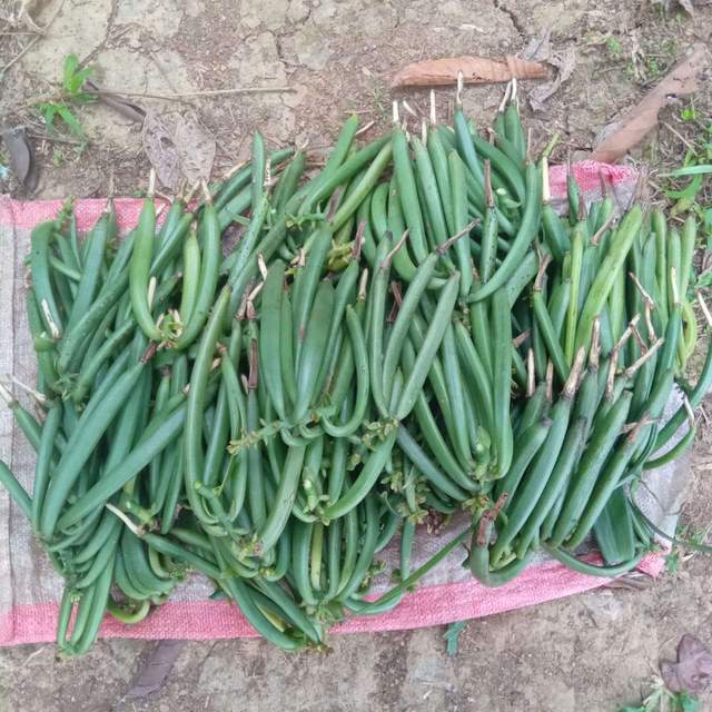 Kebun Vanili Mawun Sejahtera Melaksanakan Panen Perdana