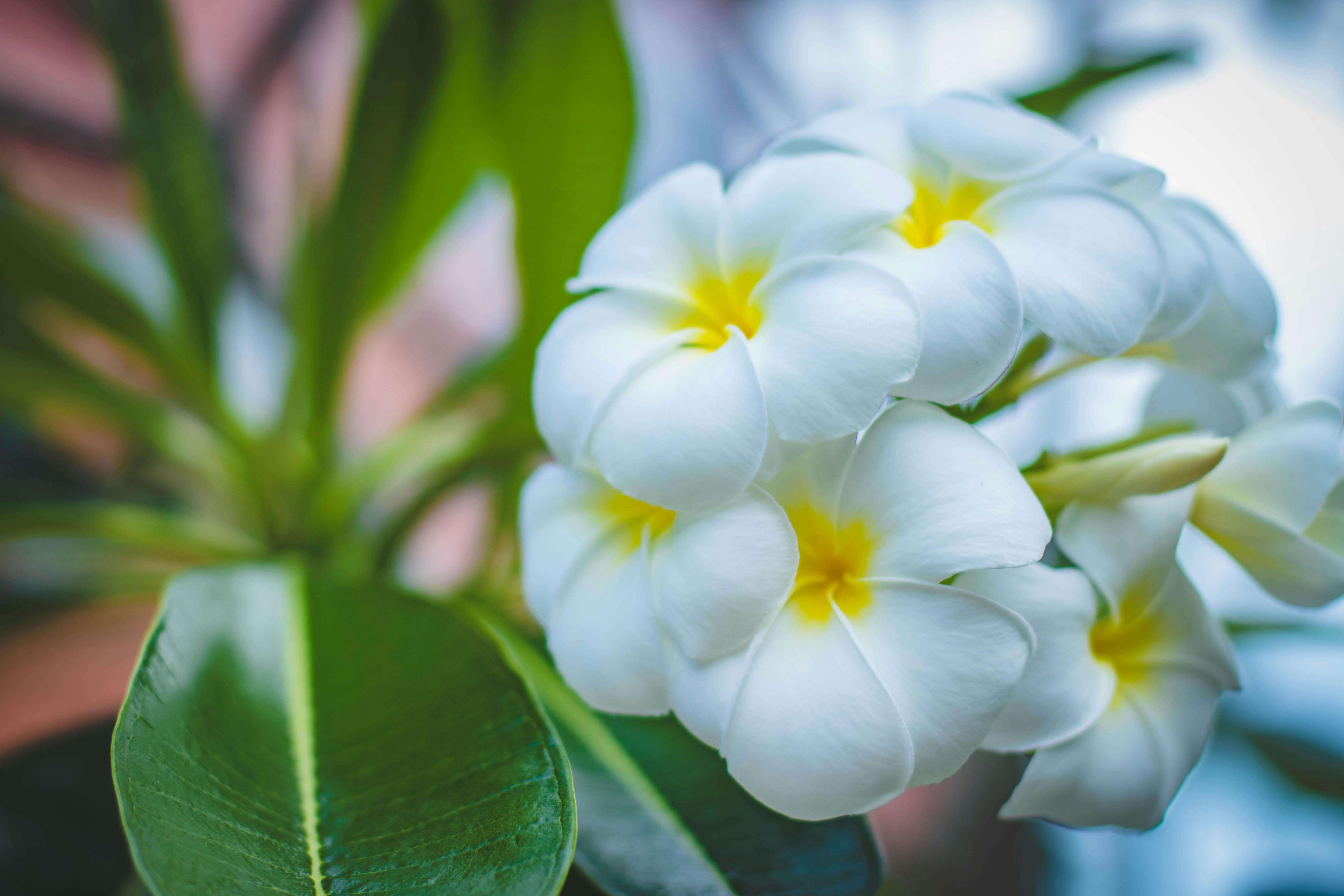 Asal Usul Bunga Kamboja Atau Genus Plumeria - RRI.co.id