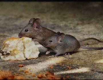 Cara Mencegah Tikus Masuk Dalam Rumah