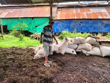 Manfaatkan Kotoran Ayam Menjadi Pupuk Kandang
