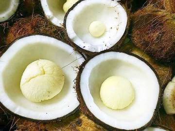 Tahukah anda Khasiat dari Tumbung Kelapa?