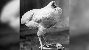 Benarkah Ada Ayam Tanpa Kepala?