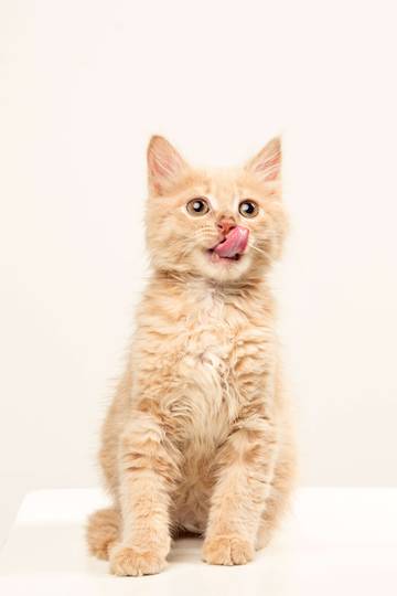 Berapakah Ideal Umur Kucing?
