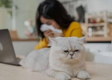 Apakah Kucing dapat Menyebabkan Asma 