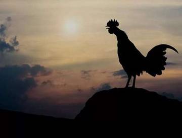 Alasan Mengapa Ayam Berkokok Di Pagi Hari