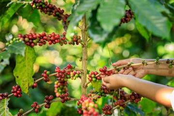 Kopi Memiliki Fakta yang Menarik