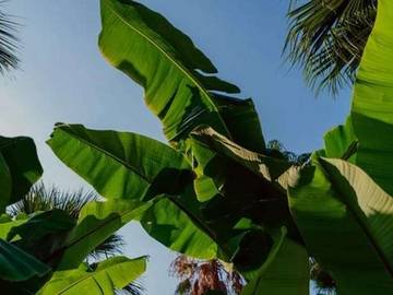 Mengapa Daun Pisang Sangat Mahal Diluar Negeri