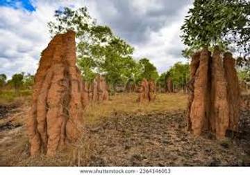 Wisata Seribu Musamus Merauke