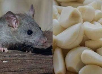 Beberapa Tanaman yang Dapat Mengusir Tikus 