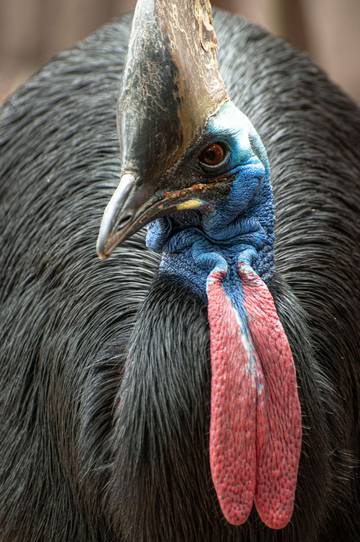 Burung Kasuari, Sang Raksasa Hutan Papua yang Misterius