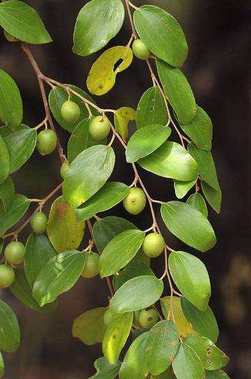 Manfaat dan Khasiat Daun Bidara