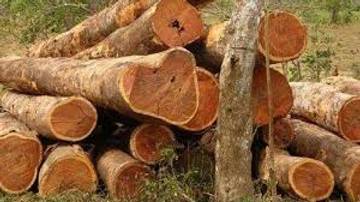 Kayu Cendana Kayu Wangi Yang Melegenda