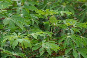 Daun Singkong Bisa Jadi Superfood Lokal?