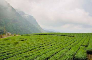 Mengenal Tanaman yang Cocok di Dataran Tinggi Indonesia
