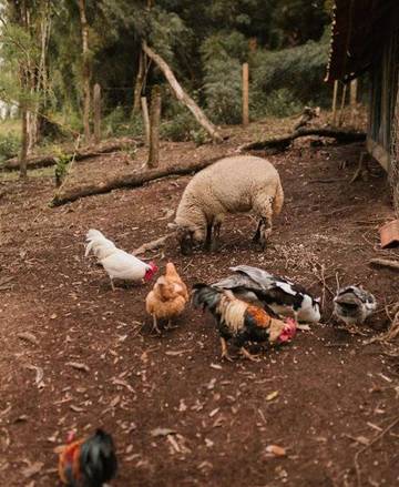 Cara Memasak Ayam Kampung Agar Cepat Empuk 
