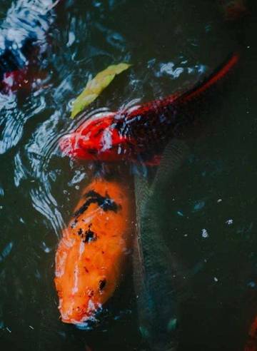 Manfaat Memelihara Ikan Koi 
