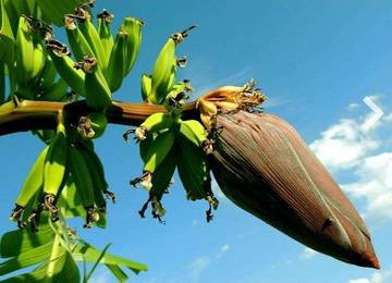 Manfaat Jantung Pisang dan Cara Pengolahannya 