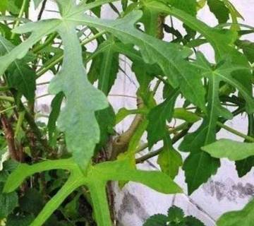 Mengenal Sayur Gedi dan Manfaatnya 