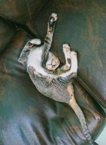 Beragam Manfaat Memelihara Kucing Dirumah