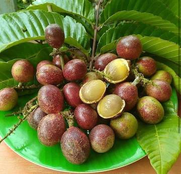 Manfaat Buah Matoa dapat Menjaga Kesehatan Kulit