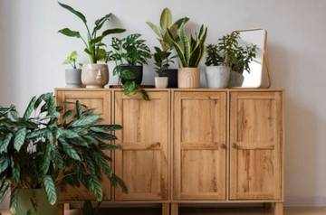 Tips Merawat Tanaman Hias di Dalam Rumah