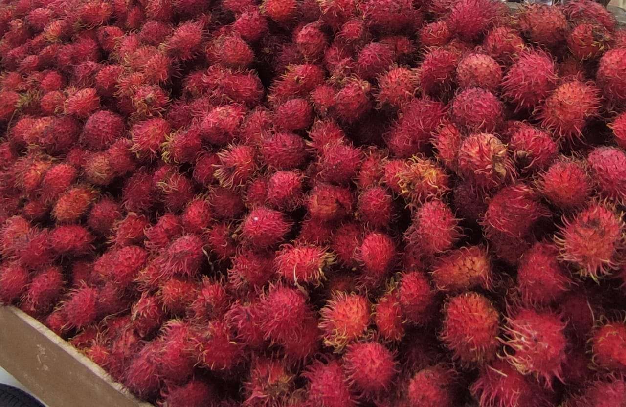 Manfaat Rambutan Untuk Kesehatan Yang Jarang Diketahui - RRI.co.id