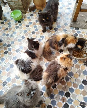 Apakah benar kucing tidak masuk surga ?