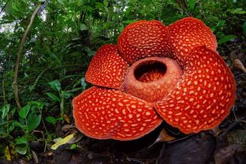 Bunga Raflesia