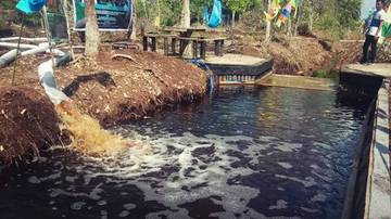 Mengenal Air Gambut: Antara Keunikan dan Tantangan Ekosistem Lahan Basah