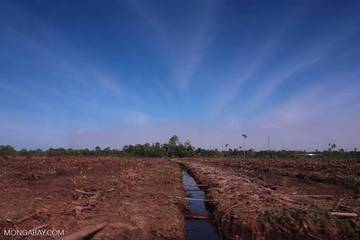 Mengurai Mitos Dan Fakta Tentang Tanah Gambut
