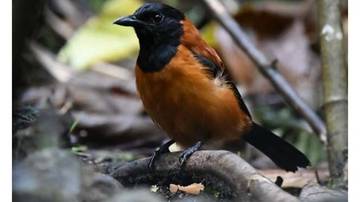 Pitohui, Burung beracun asal Papua Nugini