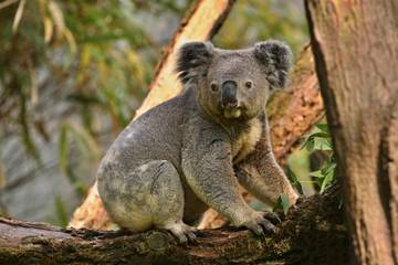 Koala Melahirkan Satu Joey Setiap Tahun