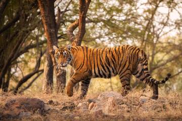 Populasi Harimau Kontinental di Asia Terus Menyusut