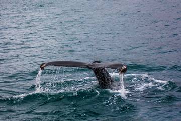 Mengenal Paus Sirip Balaenoptera Physalus